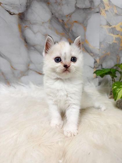 สก๊อตติสผสมเปอร์เซีย รูปที่ 4