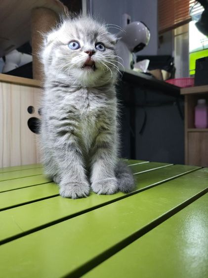 แมว Scottish Fold​ รูปที่ 4