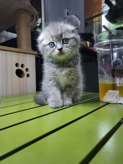 แมว Scottish Fold​ รูปที่ 5
