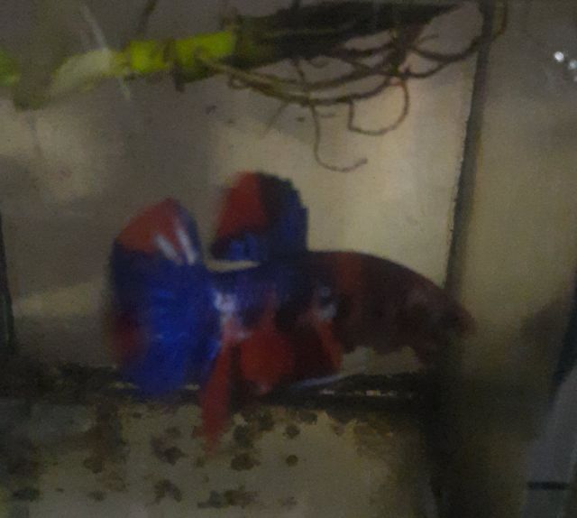 ปลากัดแฟนซี รูปที่ 4