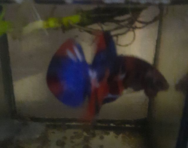 ปลากัดแฟนซี รูปที่ 3