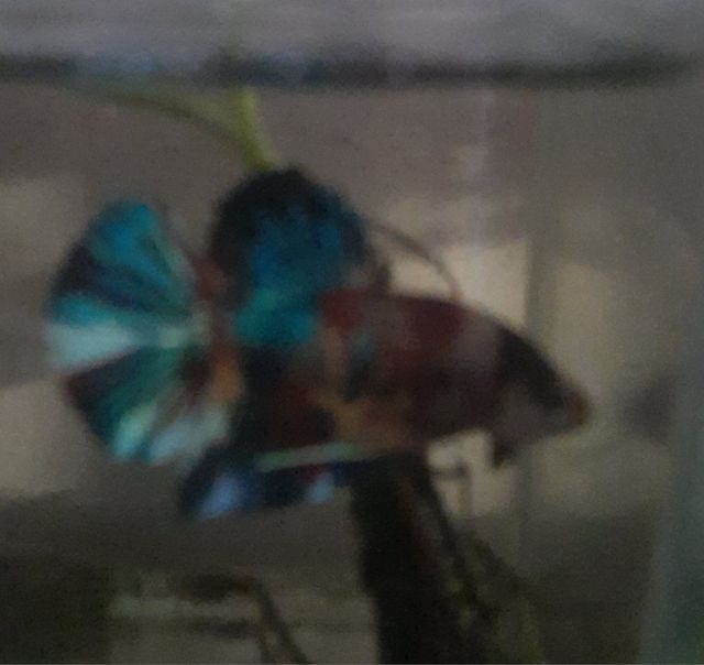 ปลากัด รูปที่ 4