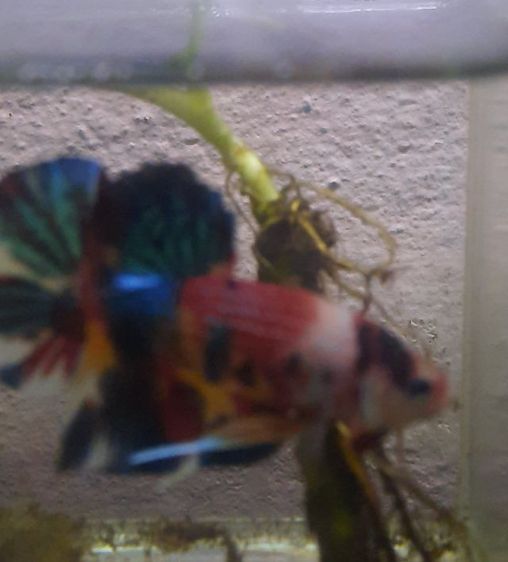 ปลากัด รูปที่ 3