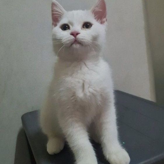 สกอตติช ดช หูตั้ง รูปที่ 5