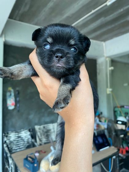 ชิวาวาเพศเมียสีดำล้วนขนยาว