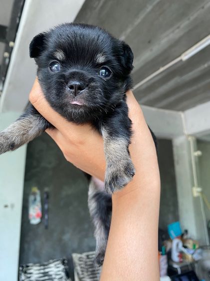 ชิวาวาเพศเมียสีดำล้วนขนยาว รูปที่ 2