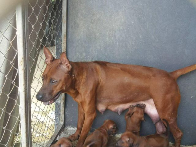 น้องไทยหลังอานเด็กหญิงตัวเดียว รูปที่ 3