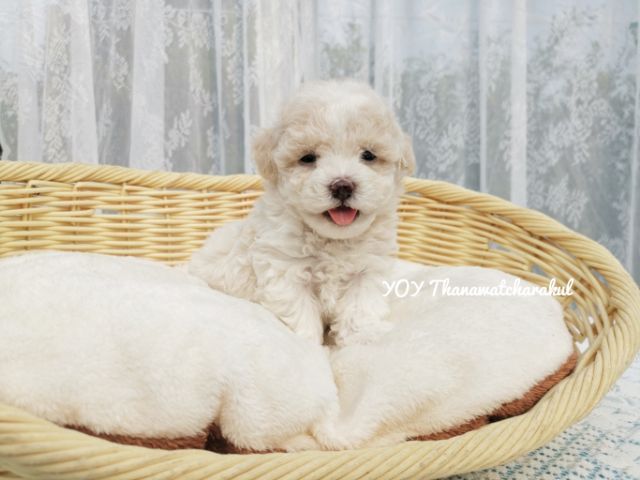 พุดเดิ้ลไทนี่ทอย เพศเมีย เพศเมีย รูปที่ 6