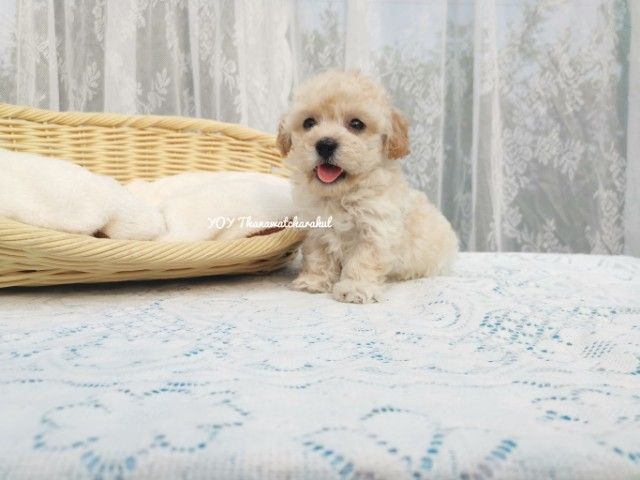 พุดเดิ้ลไทนี่ทอย เพศเมีย เพศเมีย รูปที่ 3