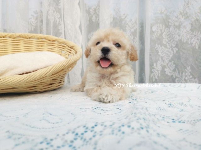 พุดเดิ้ลไทนี่ทอย เพศเมีย เพศเมีย รูปที่ 2