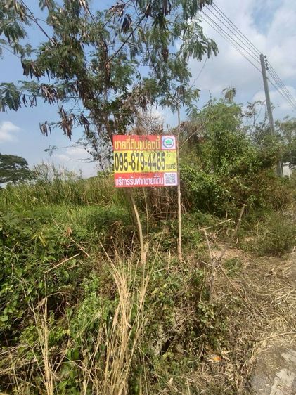 ขายถูกที่ดินคลองแปด 100 ตรว  ติดถนนลาดยางสาธารณะ ซ.บึงบอน 17 อ.หนองเสือ จ.ปทุมธานี 