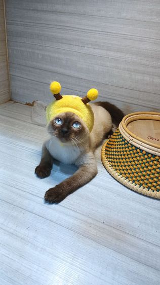 แมววิเชียรมาศ เพศผู้ ตำหนินิดหน่อย คะวัคซีนแล้ว2เข็มก่อนย้ายตรวจหัดแมวฟรีรับประกันเอดส์แมวกับรูคีเมียคะ