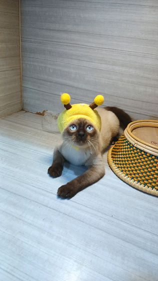 แมววิเชียรมาศ เพศผู้ ตำหนินิดหน่อย คะวัคซีนแล้ว2เข็มก่อนย้ายตรวจหัดแมวฟรีรับประกันเอดส์แมวกับรูคีเมียคะ รูปที่ 4