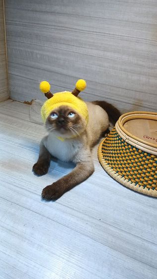 แมววิเชียรมาศ เพศผู้ ตำหนินิดหน่อย คะวัคซีนแล้ว2เข็มก่อนย้ายตรวจหัดแมวฟรีรับประกันเอดส์แมวกับรูคีเมียคะ รูปที่ 3