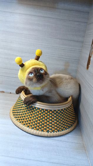 แมววิเชียรมาศ เพศผู้ ตำหนินิดหน่อย คะวัคซีนแล้ว2เข็มก่อนย้ายตรวจหัดแมวฟรีรับประกันเอดส์แมวกับรูคีเมียคะ รูปที่ 7