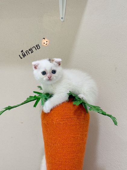 สก๊อตติชโฟลด์👧🏻👶🏻 รูปที่ 8