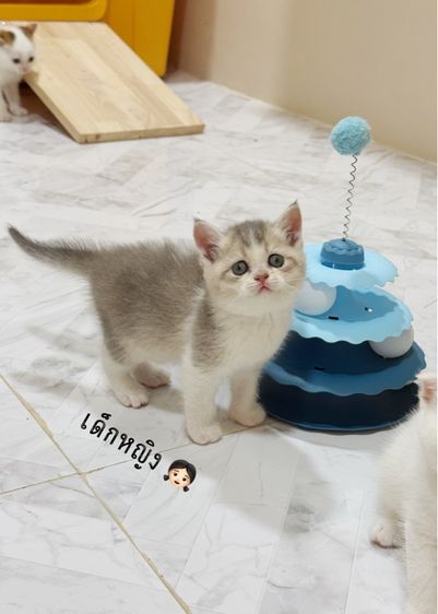 สก๊อตติชโฟลด์ รูปที่ 9