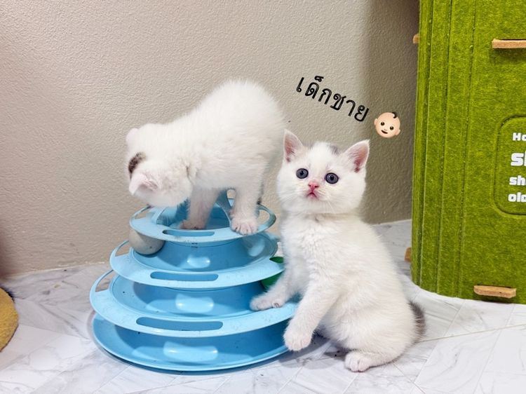 สก๊อตติชโฟลด์ รูปที่ 8