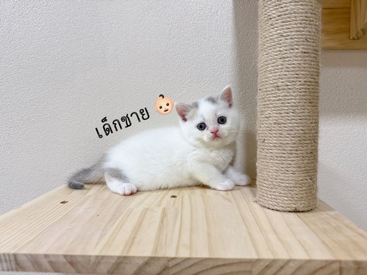 สก็อตติช โฟลด์ (Scottish Fold) สก๊อตติชโฟลด์