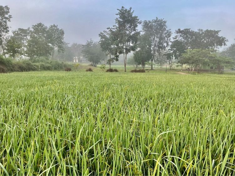 ใช่ ที่ดินลับๆ ซ่อนในสายหมอก ริมนาข้าว หนาวมาก รูปที่ 2