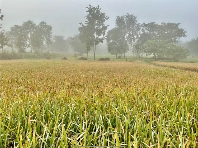 ใช่ ที่ดินลับๆ ซ่อนในสายหมอก ริมนาข้าว หนาวมาก รูปที่ 3