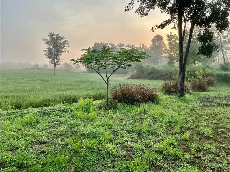 ใช่ ที่ดินลับๆ ซ่อนในสายหมอก ริมนาข้าว หนาวมาก