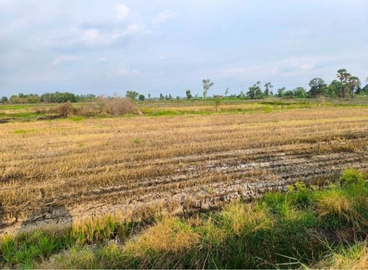 ใช่ ขายที่ดินแปลงนี้ 4 ไร่ 1 งาน 89 ตร.ว รูปที่ 4