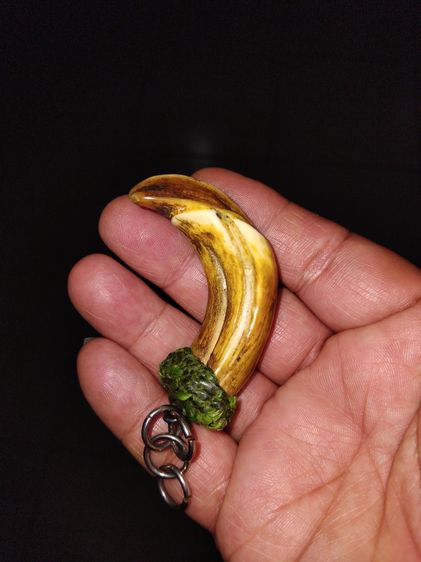 เขี้ยวหมูตัน ถักเชือก ขนาดยาว 3 นิ้ว สีเหลืองอมเขียว มีน้ำหนัก แข็ง ผิวเดิม เรียบเนียนมือ สภาพสวย สมบูรณ์ ปลายเขี้ยวบิ่นเฉียงเป็นไปตามธรรมชา รูปที่ 3