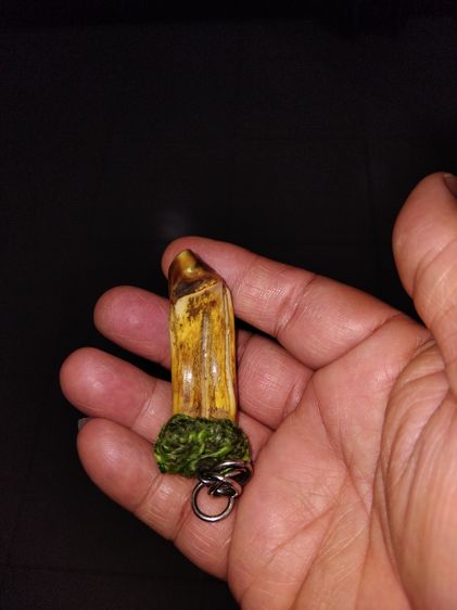 เขี้ยวหมูตัน ถักเชือก ขนาดยาว 3 นิ้ว สีเหลืองอมเขียว มีน้ำหนัก แข็ง ผิวเดิม เรียบเนียนมือ สภาพสวย สมบูรณ์ ปลายเขี้ยวบิ่นเฉียงเป็นไปตามธรรมชา รูปที่ 2