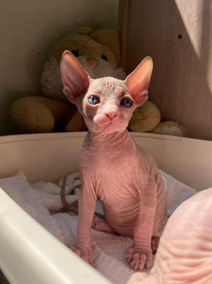 แมวสฟิงซ์ รูปที่ 3