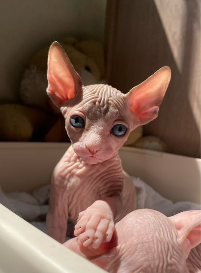 แมวสฟิงซ์ รูปที่ 2