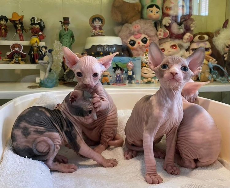 แมวสฟิงซ์ รูปที่ 4