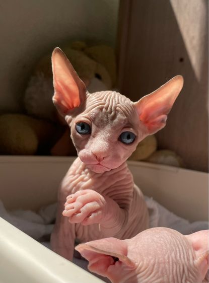 สฟิงซ์ (Sphynx) แมวสฟิงซ์