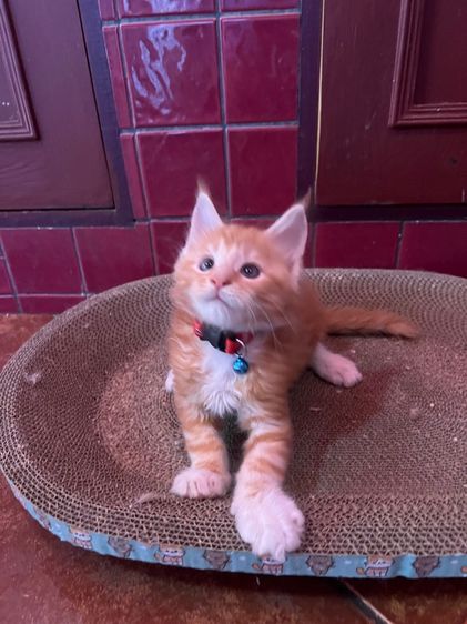 แมวเมนคูนแท้ชาย ราคาแบ่งเลี้ยง รูปที่ 3