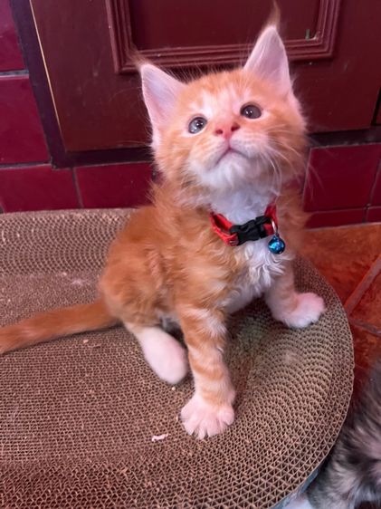 แมวเมนคูนแท้ชาย ราคาแบ่งเลี้ยง รูปที่ 11