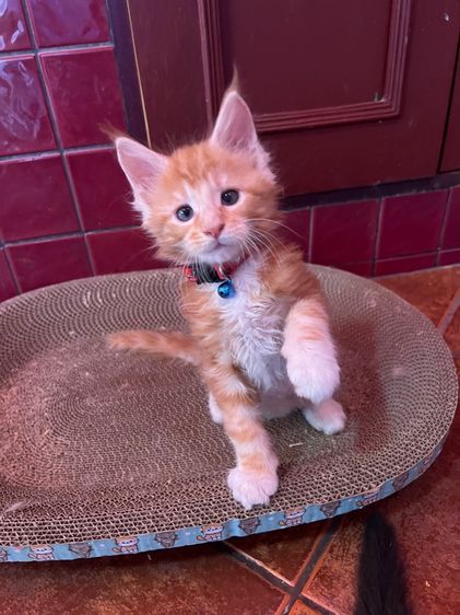 แมวเมนคูนแท้ชาย ราคาแบ่งเลี้ยง รูปที่ 8