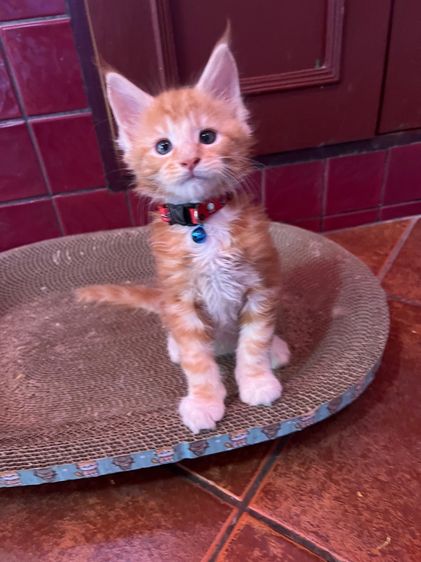 แมวเมนคูนแท้ชาย ราคาแบ่งเลี้ยง รูปที่ 5