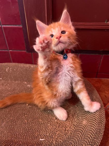 แมวเมนคูนแท้ชาย ราคาแบ่งเลี้ยง รูปที่ 15