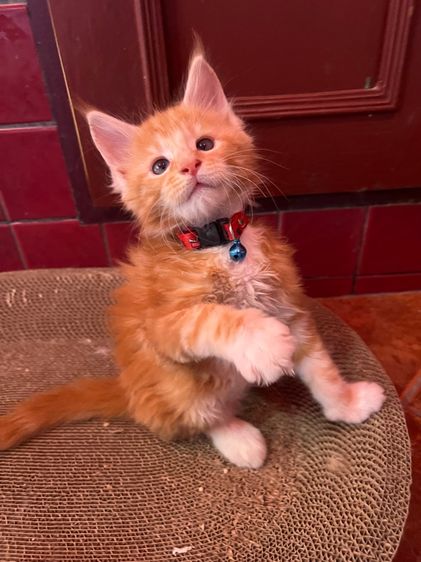 แมวเมนคูนแท้ชาย ราคาแบ่งเลี้ยง รูปที่ 17