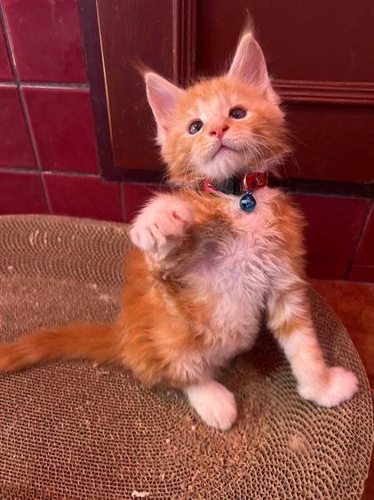 แมวเมนคูนแท้ชาย ราคาแบ่งเลี้ยง รูปที่ 16