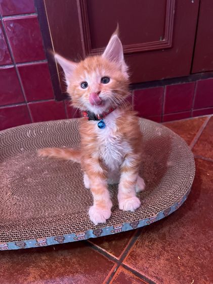 แมวเมนคูนแท้ชาย ราคาแบ่งเลี้ยง รูปที่ 4