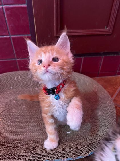 แมวเมนคูนแท้ชาย ราคาแบ่งเลี้ยง รูปที่ 13