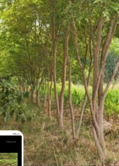 ใช่ ขายที่ดิน19ไร่ พร้อมสิ่งปลูกสร้าง รูปที่ 4