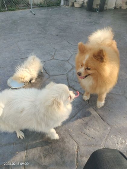 หาบ้านใหม่ให้น้องค่ะ  รูปที่ 4