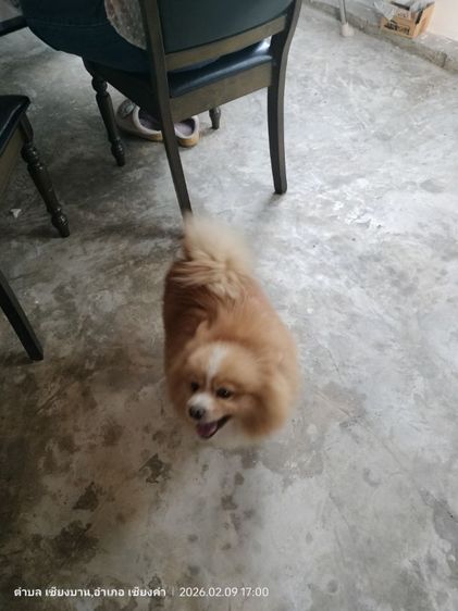 หาบ้านใหม่ให้น้องค่ะ  รูปที่ 13