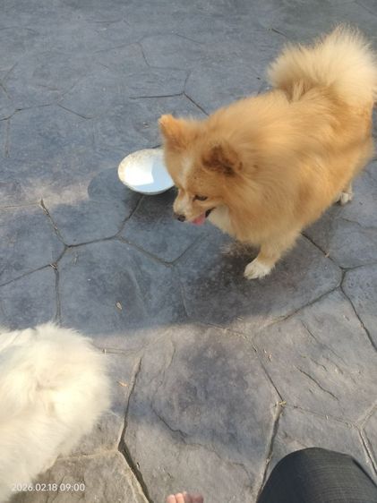 หาบ้านใหม่ให้น้องค่ะ  รูปที่ 2