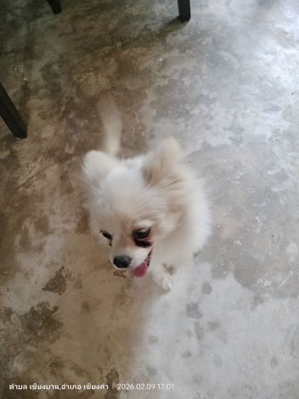 หาบ้านใหม่ให้น้องค่ะ  รูปที่ 14