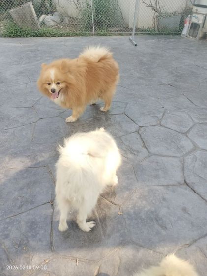 หาบ้านใหม่ให้น้องค่ะ 