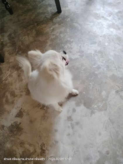 หาบ้านใหม่ให้น้องค่ะ  รูปที่ 12