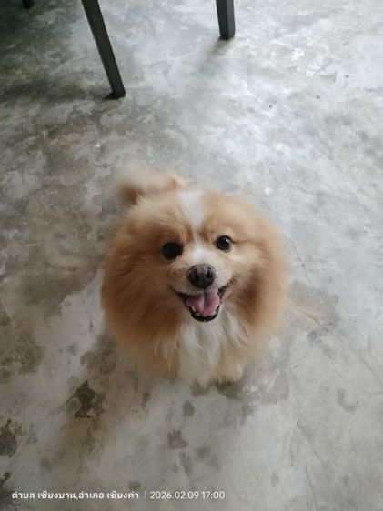 หาบ้านใหม่ให้น้องค่ะ  รูปที่ 10